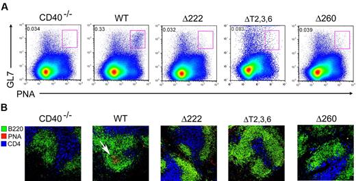 Figure 5. CD40-mediated GC formation. (A) FACS analysis of GC formation was performed from mice 10 days after sheep erythrocyte immunization. Splenocytes were isolated and stained with B220, PNA, and GL7. Fluorescence was quantified by flow cytometry and profiles were gated on B220+ cells. (B) Immunohistologic analysis of GC formation was performed from the spleen treated similarly as mentioned in “The role of the C-terminus of the CD40 cytoplasmic tail in GC formation” section. In brief, spleens from sheep erythrocyte–immunized mice were cryocut and stained with B220 (green), PNA (red), and CD4 (blue). GC is indicated by white arrow. Data are representative of 8 to 12 mice from 2 independent experiments.