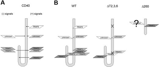 Figure 7. Schematic representation of the potential interaction between CD40 and its adaptor molecules. (A) CD40-mediated signaling results from a combination of both positive (right) and negative (left) signals. (B) WT CD40 (left) recruits TRAF6 in its membrane-proximal domain; TRAF1, TRAF2, TRAF3, and TRAF5 through oligomerization in the canonical TRAF2-binding site; and another TRAF2 in the C-terminus of the CD40 cytoplasmic tail. Site-directed mutagenesis resulted in the disruption of TRAF6 recruitment, much reduced TRAF2, TRAF3 binding in the canonical TRAF2 site but left the second TRAF2 site intact in ΔT2,3,6 (middle). Δ260 (right) recruits TRAF2 to the alternative site and while less likely it may also recruit other TRAF and non-TRAF molecules.