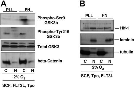 Figure 2. GSK3β/beta-catenin phosphorylation and levels in UCB-derived CD34+ cells cultured in 2% to 3% O2 on PLL- versus FN-coated plates. (A) Integrin-preactivated CD34+ progenitors from different cord blood donors were pooled and plated at 1 million cells per 3 mL medium containing SCF, FLT3L, TPO, on PLL- versus FN-coated plates for 48 hours at 2% to 3% O2. Viable cell numbers were normalized by Trypan blue count and then subfractionated for protein analysis. Immunoblots were probed with antibodies against beta-catenin, phospho-Ser9-GSK3β, phospho-Tyr216-GSK3β. Blots were stripped and reprobed with GSK3β antibody. (B) Upper part of the blots (higher than 70 kDa) was immunoblotted with antibodies against HIF-1 alpha. All blots were reprobed with antibodies against laminin and tubulin, which served as nuclear and cytoplasmic control, respectively.