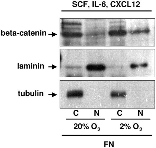 Figure 3. Nuclear beta-catenin detection in UCB-CD34+ progenitors exposed to 2% to 3% O2 on PLL- versus FN-coated plates in the presence of osteoblast-derived cytokines and chemokine. CD34+ progenitors were cultured in SCF, IL-6, and CXCL12 for 48 hours on FN-coated plates in 2% to 3% versus 20% O2. Cells were normalized by cell count with Trypan blue to exclude dead cells. An average of 2 to 3 million cultured cells was subfractionated for protein analyses in the presence of NEM or ubiquitin aldehyde enzyme, to preserve the ubiquitinated form of beta-catenin. Tubulin and laminin were used as cytoplasmic and nuclear control, respectively.