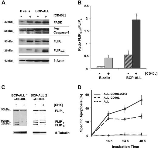 Figure 2. Pronounced up-regulation of the short isoforms of c-FLIP in CD40-activated ALL blasts mediates resistance to death receptor–dependent apoptosis. (A) For assessment of expression levels of molecules that form the death-inducing signaling complex (DISC), cell lysates of resting and CD40-activated normal B cells and ALL blasts were analyzed by Western blotting. (B) The relative expression of c-FLIPS+R and c-FLIPL proteins in CD40-activated normal B cells and ALL blasts was measured by densitometry using Image Java software program (NIH, Bethesda, MD). Results of samples from 5 individual patients and 4 healthy B-cell controls are represented as the mean ± SEM of FLIPS+R/FLIPL peak area ratio. (C-D) CD40-activated ALL cells were treated with anti-CD95 mAb in the absence or presence of 0.1 μg/mL cycloheximide (CHX). After 48 hours, expression of the long and short isoforms of c-FLIP was examined by Western blot analysis (C), and CD95-dependent apoptosis was measured by flow cytometry (D). Values represent mean percentage of specific apoptosis (± SEM; n = 7 patients) (t test ± CD40L, P = .004; t test CD40L ± CHX, P = .01).