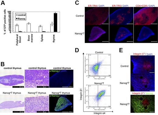 Figure 2. Effect of Nanog overexpression on the differentiation of hematopoietic cells. Irradiated mice were reconstituted KSL cells transduced either by Gfp gene alone or Nanog-Iers-Gfp. Cells expressing the transgenes were distinguished by GFP expression. (A) Eight weeks later, the cells were harvested from various tissues of the recipients, and the proportion of GFP+ cells was measured by FACS. Compared with control recipients, the proportion of GFP+ cells in the peripheral blood, bone marrow, and spleen of the recipients remains at a low level. In contrast, nearly all cells in the thymus are GFP+. Bars represent a standard deviation. (B) Thymus atrophy in recipients of Nanog KSL cells (Nanog-thymus). Immunostaining by anti-Nanog antibody showed that Nanog-thymuses are occupied by cells expressing Nanog. The distinction of cortex and medulla, which is easily seen in the control thymus by hematoxylin staining, is difficult to discern in Nanog thymuses. The normal cortex of Nanog thymuses is replaced by lightly stained cells with larger cytoplasms. (C) Serial sections of thymuses were immunostained by antibodies to ER-TR4 and ER-TR5, which specify cortex and medulla, respectively. Thymocytes were also visualized by a mixture of antibodies to CD4 and CD8. Although the distinction between cortex and medulla is blurred as shown by HE staining, immunostaining by these antibodies demonstrate that each thymus compartment is preserved in the Nanog-thymus. In Nanog-thymuses, thymocytes expressing either CD4 or CD8 are present only in the medulla. Scale bar, 300 μm. (D) Integrin α4 and β1 expression of the control T cells expressing GFP and Nanog T cells. Almost all Nanog T cells express integrin α4 and integrinβ1, whereas only a small fraction of control thymocytes express it. FACS data of cells gated in GFP+ population is presented. (E) Integrin β7 expression in Nanog-thymus. The expression of integrin β7 was found only in the host T cells in the medulla of Nanog-thymus. However, Nanog expression is found in the cortex. Also in the control thymus, β7+ cells are localized in the medulla. Scale bar, 100 μm.