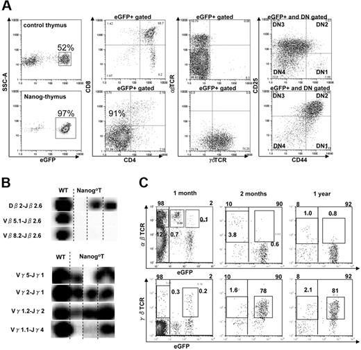 Figure 3. T-cell development by Nanog overexpression. (A) Characterization of T cells in Nanog-thymuses. Almost all (97%) cells in Nanog-thymuses are GFP+, whereas approximately half of the cells in the control thymus are GFP+. Nanog T cells are CD4−CD8− (double negative, DN), CD44+CD25+, and γδTCR+. This phenotype is invariant in all independent experiments. The GFP+ cells in the control group consist of T cells from all normal stages. (B) TCR gene rearrangements in 3 clones of Nanog T cells that are isolated from the individual mice 4 months after the reconstitution. In contrast to TCRβ DJ or TCRγ VJ rearrangements, TCRβ V(D)J rearrangement was barely detected. We obtained similar results in 2 other independent experiments. The nomenclature of TCRγ segments is followed by the classification defined by Garman RD nomenclature.37 (C) The time course of the occupancy of thymus by Nanog T cells. The phenotype and cellularity of thymus isolated from the Nanog KSL-reconstituted mice at 1 month, 2 months, and 1 year after reconstitution are shown.