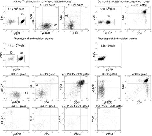 Figure 4. Transfer of the thymus disorder by Nanog T cells. Nanog T cells were generated in a recipient that was irradiated and reconstituted by Nanog KSL cells. Eight weeks later, eGFP+ cells were purified from the thymus, and 105 cells were transferred to untreated secondary recipients. As a control, the same number of eGFP+ cells generated in the thymus of recipients reconstituted by KSL transduced with the control vector was transferred. The surface phenotype of eGFP+ cells in the primary recipients is shown in the upper panels. The chimerism of eGFP+ cells in secondary recipients is shown in the middle panels, and total cellularity of thymus is also shown. The surface phenotype of eGFP+ and eGFP− cells in the thymus of the secondary recipients were also analyzed (bottom panels).
