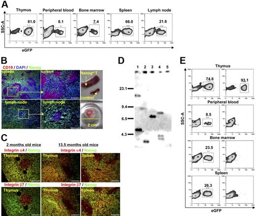 Figure 6. Oncogenic transformation of Nanog T cells. Mice were killed 13.5 months after irradiation and transfer of Nanog KSL cells. (A) In contrast to earlier stages after reconstitution, a significant number of GFP+ cells were detected in all peripheral tissues, including peripheral blood. (B) Splenomegaly and lymph node swelling were detected in all mice (n = 9). One lymph node had swollen to a huge mass. Nanog T cells infiltrate the spleen and lymph nodes diffusely leaving small islands of B cells (CD19+ cells). Scale bar, 100 μm. (C) Unlike during the atrophic phase, expression of β7 integrin was detected in considerable proportions of Nanog T cells in all peripheral tissue (thymus and spleen shown). Scale bar, 100 μm. (D) Southern blot analysis of the MSCV integrations present in Nanog T cells derived from 4 distinct recipients (lane 1, atrophic phase; lanes 2-4, malignant phase). DNA (5 μg) from each cell was digested with EcoRI and hybridized with a egfp probe isolated from the MSCV vector. Each band represents a separate MSCV integration. Lane 5 indicates WT thymocytes as a negative control. (E) Transformed cells in the periphery were transferred to second recipients. A diffuse infiltration of GFP+ cells was detected in all lymphoid tissues (thymus, peripheral blood, bone marrow, and spleen were shown in this figure) 2 weeks after transfer. Left panels show transfer of Nanog T cells at malignant phase; right panels show transfer of Nanog T cells at atrophic phase.