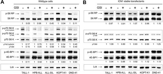 Figure 3. Notch inhibition suppresses phosphorylation of effectors in the mTOR pathway. (A) Five GSI-sensitive cell lines were exposed to either GSI (compound E) or vehicle (DMSO) for 7 days. After the incubation period, whole-cell lysates were prepared and equivalent amounts of total protein were loaded per lane on a polyacrylamide gel for Western blot analysis using the panel of antibodies shown on the left. (B) Similar experiment as in panel A except the cell lines were stably transduced with retroviruses expressing ICN1. The values shown below each blot represent ratios (phospho/total) of calibrated densitometry readings normalized to mock-treated (DMSO) control samples.