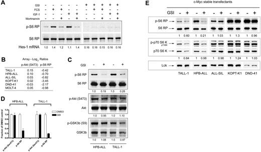 Figure 6. Effects of Notch on the mTOR pathway are independent of changes in Akt activity but dependent on c-Myc. (A) Notch inhibition blocks the induction of S6 RP phosphorylation in response to fetal calf serum (FCS) and insulin-like growth factor I (IGF-I) stimulation. TALL-1 cells were treated with GSI (DAPT) or vehicle (DMSO) for 6 days. The cells were then serum starved for 24 hours and subsequently stimulated with FCS (10%) or IGF-I (20 ng/mL) for an additional 24 hours. Wortmannin (50 nM) was added to the cells during the last hour of incubation. Cell lysates were prepared and equivalent amounts of protein were loaded per lane on a gel for Western blot analysis using the 2 antibodies shown. Expression of Hes-1 mRNA normalized to GAPDH in each sample was measured using quantitative reverse-transcription–polymerase chain reaction (RT-PCR) to confirm inhibition of Notch activity. The values shown indicate the amount of Hes-1 mRNA relative to serum-starved mock-treated cells. GSI-treated (right panel) and DMSO control (left panel) samples were processed on the same blot. (B) Protein microarray ratiometric data for phospho-Akt (Ser473) and phospho-S6 RP in GSI-sensitive cell lines. Ratios (GSI/DMSO) are logged in base 2 and median-centered for each cell line. (C) GSI treatment abolishes S6 RP phosphorylation in the absence of changes in Akt and GSK3β phosphorylation. HPB-ALL and TALL-1 cells were treated with GSI (compound E) or vehicle (DMSO) for 3 days. Whole-cell lysates were prepared and equivalent amounts of proteins were loaded per lane for Western blot analysis using the indicated antibodies on the left. The values shown below each blot represent ratios (phospho/total) of calibrated densitometry readings normalized to mock-treated (DMSO) control samples. (D) GSI-induced dephosphorylation of S6 ribosomal protein is not dependent on changes in PI3K/Akt activity. HPB-ALL and T-ALL cells were exposed to either DMSO or 1 μM GSI (compound E) for 3 days. At the end of the 3-day period, cells were intracellularly stained with an antibody specific for either phospho-S6 RP or phospho-Akt (Ser 473) and analyzed using flow cytometry. Gates were placed around mock- and GSI-treated cell populations on forward and side scatter dot plots with equivalent levels of phospho-Akt staining. Phospho-S6 RP staining was compared between the 2 groups using the same gated populations. Each bar graph represents background-subtracted mean fluorescent intensity of the indicated phospho-epitope normalized to the corresponding value in mock-treated control cells. Error bars represent standard deviation. (E) Similar experiment as in Figure 3 except the cell lines were stably transduced with retroviruses expressing c-Myc. Blots were probed with the antibodies indicated on the left panel. The values shown below each blot represent ratios (phospho/total) of calibrated densitometry readings normalized to mock-treated (DMSO) control samples.