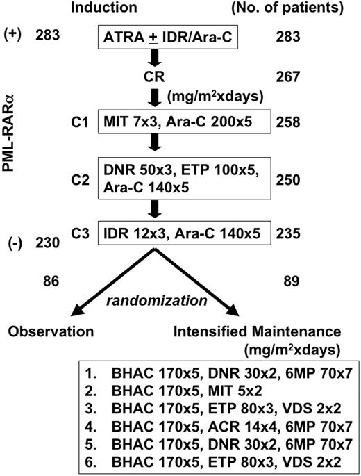 Figure 1. Study design. The number of patients who completed each step is indicated. C1, C2, and C3 were consolidation courses 1, 2, and 3. A total of 283 patients had t(15;17) and/or the PML-RARα transcript at the time of diagnosis, and 230 patients were negative for PML-RARα at the end of 3 courses of consolidation therapy. After completion of consolidation therapy, 175 patients who showed absence of PML-RARα transcript were randomized either to receive 6 courses of intensified maintenance chemotherapy (n = 89) or to observation (n = 86).