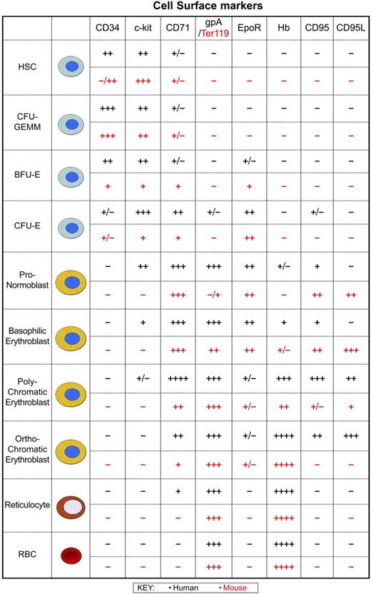 Figure 2. Human and murine erythropoiesis. At birth, erythropoiesis occurs throughout the human skeleton, although over time hematopoietic activity is confined to the sternum and pelvic region of most adults. Likewise, in adult mice the bone marrow is the major organ, with the majority of hematopoietically active cells typically present in the femur and tibia, though this is dependent on the age and strain of the mouse. Erythropoiesis from the multipotent hematopoietic stem cell (HSC) through to the mature red blood cell is shown to allow comparison of human and mouse cell surface phenotypes. The time at which these markers are expressed and lost at the cell surface is very similar between species indicating that as a first approximation the mechanisms used to control cell expansion, differentiation, and removal of precursors may not differ greatly. Developing erythroid cells respond to signals from stromal cells of the bone marrow or spleen. Erythroblasts are organized into erythroblastic islands that consist of macrophages surrounded by developing erythroid precursors.144,145 Macrophages provide many of the cellular mediators that control erythropoietic activity: GM-CSF, IL-3, and stem cell factor (SCF) generate colony-forming unit erythroid macrophage-granulocyte megakaryocyte (CFU-GEMM) and burst-forming unit erythroid (BFU-E), whereas TGF-β, TNF-α, and MIP1-α inhibit cell cycle activity146 and BFU-E development. Other factors that negatively regulate numbers include proapoptotic activity initiated by interaction of the Fas receptor (CD95) with Fas ligand (CD95L).147,148 Expression of caspases also results in cleavage of GATA-1 and loss of its antiapoptotic activity.148 Secretion of Epo induces the expansion of colony-forming unit erythroid (CFU-E) and initiates differentiation through a number of erythroid-specific events. SCF and Epo synergize to drive the proliferation of human erythroid progenitors and precursors150,151 and induce anti-apoptotic activity.152,153 In human and mouse erythropoiesis, levels of the transferrin receptor (CD71) peak when the highest transport of transferrin-bound iron is required for synthesis of heme from protoporphyrin. During erythroid precursor maturation an increase in expression of glycophorin A (gpA) in humans or Ter119 in mice is coupled with a drop in CD71 expressed at the cell surface. This loss of CD71 indicates reduced proliferation and heme synthesis with continued differentiation into reticulocytes.