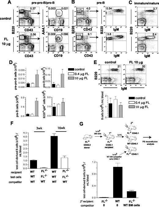 Figure 6. Effect of in vivo FLT3 ligand administration on B lymphopoiesis. FL−/− mice (27-33 weeks old) were treated with FL (0.4 μg or 10 μg per mouse) or PBS (control) every second day for 2 weeks, at which time mice were killed and BM cells counted and analyzed for presence of distinct stages of B-cell development in the BM. (A-C) FACS profiles from representative mice treated with PBS (control) or 10 μg FL. Numbers indicate percentage of total BM cells within the indicated gates or quadrants. (D) Total number of B-cell progenitor subsets in the BM (per 2 tibiae and 2 femora) of mice treated with PBS (control), 0.4 μg, or 10 μg FL (based on the gated cell populations indicated in A-C). Mean (SEM) numbers from 3 mice per group. (E) PB B220+IgM+ cell analysis of mice treated with PBS (control) or 10 μg FL. Numbers in FACS plots indicate frequency of B220+IgM+ B cells among total blood cells. Bar graphs show mean (SEM) values from 3 mice per group. (F) Lethally irradiated adult WT and FL−/− recipients were transplanted with 106 WT and FL−/− BM (test) cells, in competition with 106 WT cells as indicated. Donor- and competitor-derived blood cells could be separated based on expression of different CD45 isoforms (Materials and methods). Mice were analyzed for PB B cell (B220+) reconstitution at 3 and 16 weeks post-transplantation. Mean (SEM) values from 14 recipient mice in each group, from 2 independent experiments. (G) BM (test) cells from adult FL−/− (CD45.2) mice were transplanted into lethally irradiated primary (10) FL−/− (CD45.1) recipients. Four weeks after transplantation, mice were killed and ½ femur equivalent (FE) of BM cells from pooled 10 recipients were transplanted into 3 different groups of lethally irradiated secondary (20) recipients as indicated: either FL−/− CD45.1 mice without competitor, WT CD45.1 mice without competitor, or FL−/− CD45.1 mice along with 106 WT CD45.1 competitor BM cells. PB was analyzed at 6 weeks post-transplantation for donor-derived B-cell reconstitution. Bar graph shows mean (SEM) total donor-derived B220+IgM+ cells per mL blood from 5-7 secondary recipient mice per group.