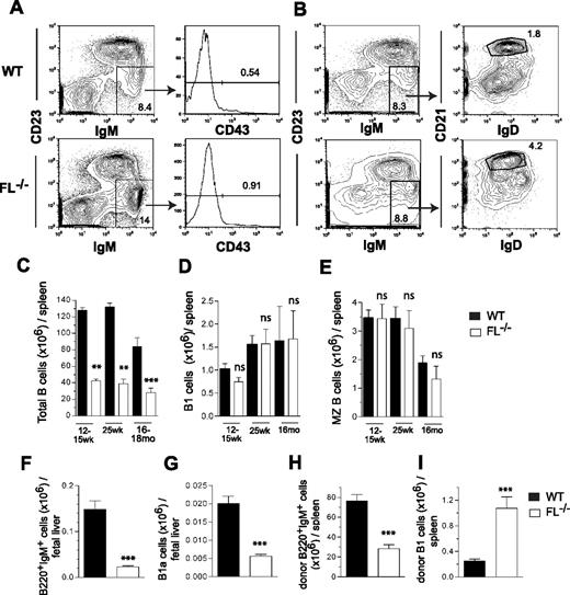 Figure 7. FLT3 ligand is redundant for maintenance of MZB and B1 cell compartments with age and post-transplantation. Representative FACS plots of IgM+CD23loCD43+ B1 (A) and IgMhiCD21hiCD23loIgDlo MZB (B) cells from spleens of 12- to 15-week-old WT and FL−/− mice. Numbers shown represent frequencies of gated cell populations of total spleen cells. Mean (SEM) numbers of total IgM+ B cells (C), B1 cells (D), and MZ B cells (E) in the spleens of 12- to 15-weekold (n = 5), 25-week-old (n = 5), and 16- to 18-month-old (n = 5-11) WT and FL−/− mice. Mean (SEM) numbers (from 10 fetuses per genotype) of total B220+IgM+ B cells (F) and B220+IgM+CD5+NK1.1− B1a cells (G) in the fetal liver of day 18.5 WT and FL−/− mice. Lethally irradiated adult WT and FL−/− mice (both CD45.2) were transplanted with WT and FL−/− day 14.5 fetal liver cells (both CD45.1), respectively, and 17 weeks after transplantation their spleens were analyzed for donor-derived total B220+IgM+ (H) and B1 (IgM+CD23loCD43+) cells (I). Mean (SEM) values from 9 recipients per genotype. **P < .01, ***P < .001, ns indicates not significant compared with WT mice.