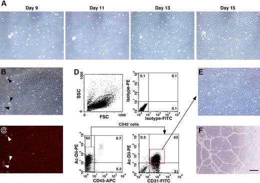 Figure 1. EPC colonies derived from human UCB. (A) Cobblestone-like clusters start to appear around 1 week after plating the mononuclear cells in a flask. Cell morphology was photographed on days 9, 11, 13, and 15 after seeding. (B-C) Adherent colonies were analyzed for the incorporation of PE-conjugated DiI-Ac-LDL (B, bright field; C, dark field). Note the strong incorporation of DiI-Ac-LDL into cells that were possibly macrophages based on their morphology (arrowheads). (D) Adherent cells were examined for the expression of CD31 and the incorporation of DiI-Ac-LDL by FACS. (E-F) CD45−/CD31+/DiI-Ac-LDL–positive cells were sorted and expanded for further experiments and these cells formed capillary tube–like structures on Matrigel. Bar indicates 50 μm.