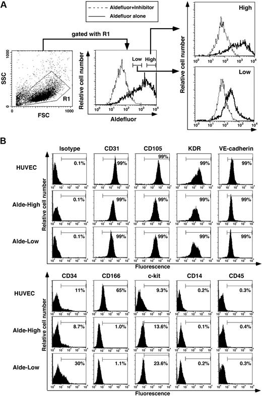 Figure 2. Isolation of Alde-High and Alde-Low EPCs. (A) EPCs were separated on the basis of ALDH activity into Alde-High and Alde-Low cells. The dotted lines represent samples containing cells with Aldefluor reagent and its inhibitor, whereas the solid lines represent samples containing cells with Aldefluor reagent alone. (B) HUVECs, Alde-High EPCs, and Alde-Low EPCs were analyzed by FACS for the expressions of CD31, CD105, KDR, VE-cadherin, CD34, CD166, c-kit, CD45, and CD14.