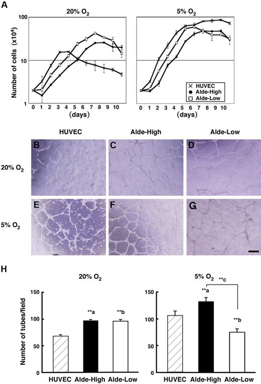 Figure 3. Characterization of Alde-High and Alde-Low EPCs under hypoxic conditions. (A) HUVECs and EPCs were incubated in 20% (left) or 5% (right) oxygen and harvested every 24 hours until the cultures reached confluency. The average cell number in triplicate dishes was determined (mean ± SD) by counting. Note that HUVECs (crisscross) reached a plateau at lower number of cells, and the growth rate of Alde-Low cells (white squares) was faster than that of Alde-High cells (black circles) under normoxic and hypoxic conditions. (B-G) EC tube formation on Matrigel. HUVECs (B,E), Alde-High EPCs (C,F), and Alde-Low EPCs (D,G) were plated on Matrigel and cultured under normoxic (20% O2) or hypoxic (5% O2) conditions for 8 to 12 hours. (H) The number of tubes formed on Matrigel was scored in each field using microscopy and the mean ± SD was obtained from triplicate wells. a indicates HUVECs versus Alde-High EPCs; b, HUVECs versus Alde-Low EPCs; and c, Alde-High versus Alde-Low EPCs; **P < .01.