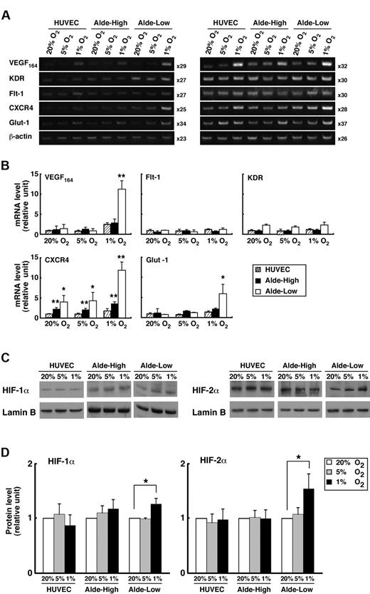 Figure 4. Comparison of mRNA expression in Alde-High and Alde-Low EPCs. (A) The mRNA expression levels of each factor in HUVECs, Alde-High EPCs, and Alde-Low EPCs were examined by RT-PCR under normoxic (20% O2) or hypoxic (1% O2) conditions. Semiquantitative RT-PCR analysis was performed in 2 independent cycles. (B) The mRNA expression levels of the factors in HUVECs, Alde-High EPCs, and Alde-Low EPCs were measured by densitometry and expressed as histograms (striped bar indicates HUVECs; black bar, Alde-High EPCs; and white bar, Alde-Low EPCs). The expression levels seen in HUVECs under normoxic conditions were normalized to a value of 1 as the standard for each factor. *P < .05; **P < .01. (C-D) Western blot analyses were performed to examine HIF protein levels in HUVECs, Alde-High EPCs, and Alde-Low EPCs under hypoxic condition. Left panel represents the HIF-1α expression in ECs, and right panel represents the HIF-2α expression. Quantification of the protein levels was analyzed by a densitometer. The values shown are the averages of 3 independent experiments (mean ± SD). Data are expressed as fold induction compared to the values taken from HUVECs cultured under normoxic condition (20% O2). White bar indicates 20% O2; gray bar, 5% O2; black bar, 1% O2. *P < .05.