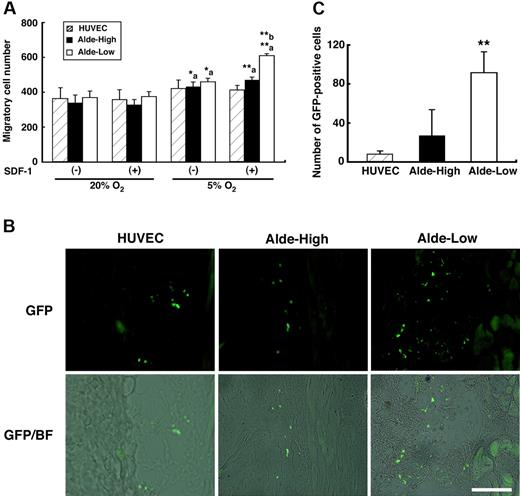 Figure 6. Alde-Low EPCs are highly migratory. (A) Migration assay by using transwell culture system. The asterisk ‘a’ represent the significant increase of EPC migration under hypoxic conditions (5% O2) compared to those under normoxic conditions (20% O2). The asterisk ‘b’ represents the greater migratory ability of Alde-Low EPCs compared that of Alde-High EPCs under hypoxia in the presence of SDF-1. Striped bar represents HUVECs, black bar represents Alde-High EPCs, and white bar represents Alde-Low EPCs. *P < .05; **P < .01. (B) Skin incisions were made on the dorsal surfaces of mice and HUVECs (left), Alde-High EPCs (middle), or Alde-Low EPCs (right) were injected. The ability of ECs to migrate was examined within 24 hours after the surgery. Bar indicates 100 μm. (C) The numbers of migrated GFP-positive cells in the skin were scored using fluorescent microscopy. Three mice injected with either HUVECs, Alde-High EPCs, or Alde-Low EPCs were used for estimating the extent of EC migration and the mean ± SD was obtained. The striped bar represents HUVECs, the black bar represents Alde-High EPCs, and the white bar represents Alde-Low EPCs. *P < .05.