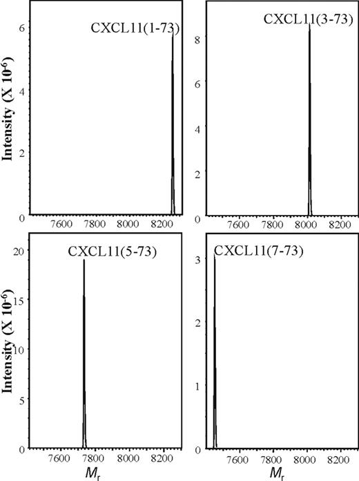 Figure 2. Mass spectrometry of synthetic CXCL11. NH2-terminally truncated CXCL11 proteins were chemically synthesized, purified, and folded. The folded CXCL11(1-73), CXCL11(3-73), CXCL11(5-73), and CXCL11(7-73) proteins were repurified by RP-HPLC and the Mr was verified by ion-trap mass spectrometry. Spectra are averaged deconvolution spectra of the RP-HPLC fractions that were pooled for use in biochemical and biologic assays.