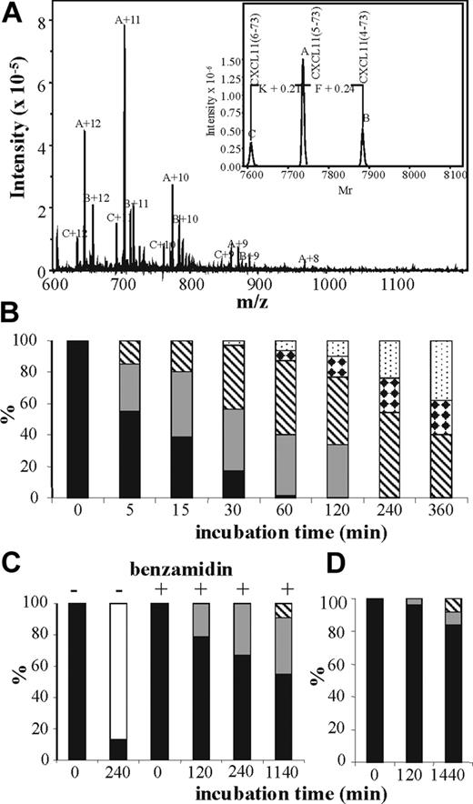 Figure 3. Distinct effects of CD13/APN on CXCL8 and CXCL11. Synthetic CXCL11(3-73) was incubated with CD13 and 10 mM benzamidine at a 1:4 molar E/S ratio for 2 hours at 37°C and desalted on C4 ZipTips prior to ion-trap mass spectrometry (panel A). The deconvoluted spectra of the multiple charged ions (with 8 to 12 positive charges) are shown in the inset. The 3 molecular ions A, B, and C correspond to CXCL11(5-73), CXCL11(4-73), and CXCL11(6-73), respectively. Alternatively, CXCL11(3-73) (panel B), CXCL8(1-77) (panel C), or CXCL8(6-77) (panel D) were incubated with CD13 and 10 mM benzamidine (except for the conditions without benzamidine that are indicated on panel C) at a 1:25 molar enzyme-substrate ratio for 5 minutes to 24 hours at 37°C and desalted on PVDF membranes prior to Edman degradation. The percentages of the remaining unprocessed chemokines (■) and the chemokines missing 1 (▩), 2 (▧), 3 (white bars with black diamonds), 4 (dotted bars), or 5 (□) NH2-terminal amino acids that were calculated from the molar yields for the 10 NH2-terminal amino acids are indicated in the histograms in function of the incubation time.
