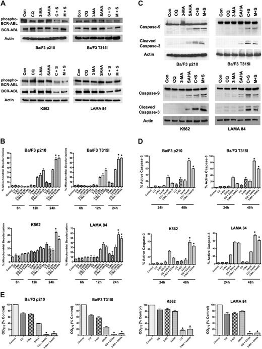 Figure 2. SAHA-induced cell death is augmented by chloroquine or 3-methyladenine. (A) Effects of drug treatments on Bcr-Abl autophosphorylation. p210- and T315I-expressing Ba/F3 cells were treated for 24 hours with 25 μM CQ, 2 mM 3-MA, 1 μM SAHA, or the indicated combinations. K562 and LAMA 84 cells were treated for 24 hours with 25 μM CQ, 5 mM 3-MA, 2 μM SAHA, or the indicated combinations. Protein lysates were subjected to SDS-PAGE, blotted, and probed with phospho-Bcr– or c-Abl–specific antibodies. Actin was used as a loading control. C+S indicates CQ plus SAHA; M+S, 3-MA plus SAHA. (B) SAHA-induced mitochondrial depolarization is enhanced by CQ or 3-MA. Ba/F3 p210 and T315I cells were treated with 25 μM CQ, 2 mM 3-MA, and 1 μM SAHA, and K562 and LAMA 84 cells were treated with 25 μM CQ, 5 mM 3-MA, 2 μM SAHA, or the indicated combinations for 6, 12, and 24 hours. Mitotracker Red CMXRos was used to assess the mitochondrial transmembrane potential status. Bars represent the mean of 3 independent experiments; error bars indicate the SEM. (C) CQ and 3-MA enhance SAHA-induced caspase-9 and -3 activation. Ba/F3 p210- and T315I-expressing cells were treated for 24 hours with 25 μM CQ, 2 mM 3-MA, and 1 μM SAHA, and K562 and LAMA 84 cells were treated for 24 hours with 25 μM CQ, 5 mM 3-MA, 2 μM SAHA, or the indicated combinations. Protein lysates were subjected to SDS-PAGE, blotted, and probed with caspase-9– and cleaved caspase-3–specific antibodies. Actin was used as a loading control. (D) Chloroquine and 3-MA enhance SAHA-induced caspase-3 activation. Ba/F3 cells expressing wild-type (p210) or imatinib-resistant (T315I) BCR-ABL were treated with 25 μM CQ, 2 mM 3-MA, and 1 μM SAHA, and K562 and LAMA 84 cells were treated with 25 μM CQ, 5 mM 3-MA, 2 μM SAHA, or the indicated combinations for 24 hours or 48 hours. The percentage of cells containing the active (cleaved) form of caspase-3 was quantified using flow cytometry. Bars represent the mean of 3 independent experiments. Error bars indicate the SEM. (E) Effects of CQ, 3-MA, SAHA, and combinations on overall cell growth and viability. Ba/F3 p210 and Ba/F3 T315I cells were treated with 25 μM CQ, 2 mM 3-MA, 1 μM SAHA, or the indicated combinations for 48 hours. K562 and LAMA 84 cells were treated with 25 μM CQ, 5 mM 3-MA, 2 μM SAHA, or the indicated combinations for 48 hours. Cell viability was determined by MTT assay. n = 3; error bars indicate the SEM. *P < .05.