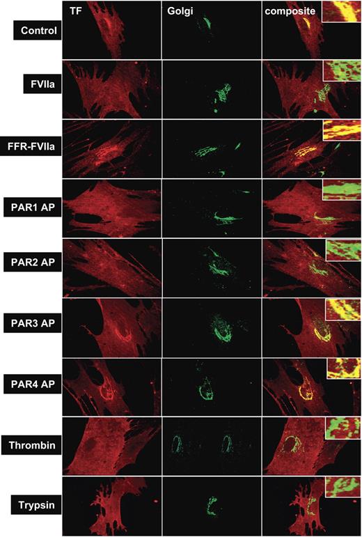 Figure 2. Effect of PAR agonists on intracellular tissue factor mobilization. Fibroblasts were exposed to control vehicle, FVIIa (10 nM), FFR-FVIIa (10 nM), PAR agonist peptides (50 μM), thrombin (10 nM), or trypsin (10 nM) for 2 hours at 37°C. Cells were fixed, permeabilized, and immunostained with rabbit polyclonal antihuman TF and monoclonal antihuman golgin-97 antibodies, followed by Rhodamine Red–labeled antirabbit and Oregon Green–labeled antimouse antibodies as secondary reporter antibodies. Left panel images represent TF staining, middle panel images represent the Golgi staining, and right panel images represent the overlay of TF and golgin-97 staining (colocalization). Inserts show a magnified view of TF localization in the Golgi.