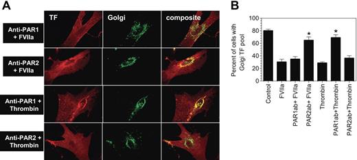 Figure 3. Inhibition of PAR2 impairs FVIIa-induced tissue factor mobilization. Fibroblasts were treated with a combination of PAR1 monoclonal antibodies (ATAP-2, 10 μg/mL; WEDE-15, 25 μg/mL) or rabbit antihuman PAR2 IgG (200 μg/mL) for 30 minutes at the room temperature. Then, the cells were exposed to FVIIa (10 nM) or thrombin (10 nM) for 2 hours at 37°C. Following the treatment, the cells were fixed, permeabilized, and immunostained for TF and the Golgi marker, golgin-97, as described in Figure 2. Panel A depicts representative images of immunostaining. Left panel images represent TF staining, middle panel images represent golgin-97 staining, and right panel images represent the overlay of TF and the Golgi marker staining (colocalization). Panel B shows percentage of total number of cells with TF pool intact in the Golgi (mean ± SEM from 3 to 4 experiments).