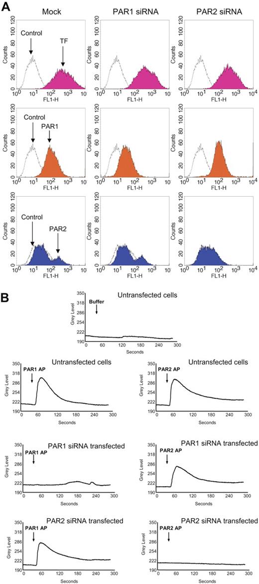 Figure 4. Evidence for selective PAR1 and PAR2 silencing in PAR1 or PAR2 siRNA–transfected cells. Fibroblasts were transfected with PAR1 or PAR2 siRNA as described in “Materials and methods.” (A) Sixty hours after the transfection, the cells were removed from the dish using EDTA solution (no trypsin), and the cell suspension was divided into 4 aliquots, and stained with TF mAB (TF9H10, 10 μg/mL), PAR1 mAB (ATAP2, 10 μg/mL), anti–rabbit PAR2 IgG (100 μg/mL), and appropriate control IgGs. The stained cells were subjected to FACS analysis. (B) Mock- and siRNA-transfected cells cultured in glass-chambered slides were loaded with Fluo-4 AM as described in “Materials and methods” and mounted on a microscope stage. After obtaining live fluorescence images for 30 to 45 seconds, control vehicle, or PAR1 or PAR2 agonist peptide (25 μM) was added to the cells and the imaging was continued for 5 minutes. The plots represent intracellular Ca2+ levels.