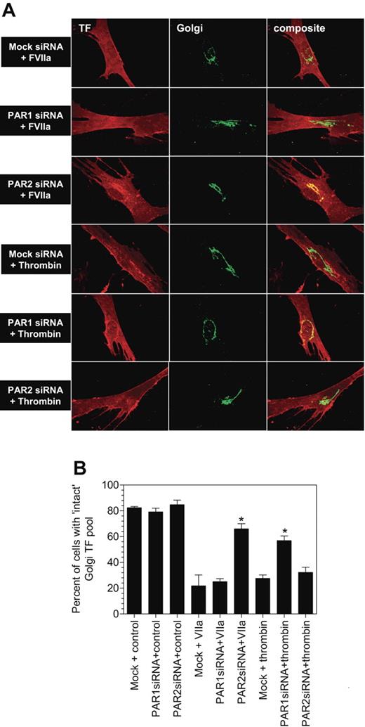 Figure 5. PAR2, and not PAR1, silencing attenuates FVIIa-mediated TF mobilization from the Golgi. Mock-transfected, or PAR1 or PAR2 siRNA–transfected cells were exposed to FVIIa (10 nM) or thrombin (10 nM) for 2 hours at 37°C. Thereafter, the cells were fixed, permeabilized, and immunostained for the TF and the golgin-97. Panel A depicts representative images of immunostaining and panel B shows quantified data (mean ± SEM from 3 to 4 experiments).