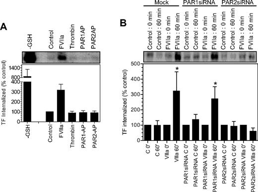 Figure 6. Effect of PAR activation on tissue factor endocytosis. (A) Fibroblasts were surface-labeled with sulfo NHS-SS-biotin at 4°C and then incubated at 37°C for 1 hour with a control buffer or the buffer containing FVIIa (10 nM), thrombin (10 nM), PAR1 agonist peptide (50 μM), and PAR2 agonist peptide (50 μM). The cells were then treated with glutathione (50 mM) to remove the surface biotin, lysed, and immunoprecipitated with anti-TF beads. The immunoprecipitated samples were analyzed for the biotin to identify the internalized TF. TF biotin signal detected in cells that were treated with the reducing agent immediately following the biotinylation was taken as 100%. To show the extent of cell surface TF biotinylation, immunoprecipitates of cells that were not treated with the reducing agent were analyzed for the biotin label (labeled as −GSH). The top panel shows a representative blot and the bottom panel shows quantified data obtained by measuring the band intensity by densitometry (n = 3). (B) Mock, PAR1 siRNA–, or PAR2 siRNA–transfected cells were labeled with sulfo NHS-SS-biotin at 4°C and treated with a control vehicle or FVIIa (10 nM) for 1 hour at 37°C, and the cells were processed as in panel A. * denotes the values significantly differ (P < .05) from the TF internalized in the absence of FVIIa. The data shown in the figure represent mean ± SEM (n = 3 to 4 experiments).