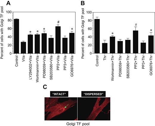 Figure 7. Effect of various intracellular signaling inhibitors on FVIIa and thrombin-induced TF mobilization. Fibroblasts were preincubated with inhibitors for 1 hour prior to the addition of FVIIa (A) or thrombin (B) (10 nM). Following FVIIa or thrombin treatment for 2 hours at 37°C, the cells were fixed, permeabilized, and immunostained for TF and the Golgi. Number of total cells and cells with intense TF staining in the Golgi were counted in multiple fields of 3 to 4 independent experiments, and the data were shown as percentage of cells with TF in the Golgi. Presence of intense TF staining in the perinuclear region (C, arrow mark) was taken as TF in the Golgi, and the absence of visible perinuclear staining was taken as no TF in the Golgi. In most of the observed cells, TF staining in perinuclear region was either intense or unnoticeable. The concentration of the inhibitors used are as follows: LY29042, 10 μM; wortmannin, 0.1 μM; PD98059, 50 μM; SB203580, 25 μM; PP2, 10 μM; PP3, 10 μM; and Go6976, 1.0 μM. * and # denote that these values differ from the values obtained with no inhibitor but treated with FVIIa with a P value of < .05 and < .01, respectively.