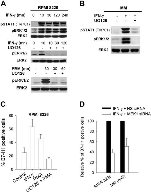 Figure 3. MEK/ERK-dependent B7-H1 expression in MM cells. (A) Western blot analysis of ERK1/2 and STAT1 phosphorylation in RPMI 8226 MM cells after incubation at indicated times with 500 IU/mL IFN-γ or 1 ng/mL PMA, both with or without 1-hour preincubation with 20 μM UO126. (B) Same as (A) but in a representative MM CD138-selected sample. (C) Flow cytometric analysis of B7-H1 expression in RPMI 8226 cells exposed for 24 hours to 1 ng/mL PMA with or without 1-hour preincubation with 20 μM UO126. (D) Flow cytometric analysis of B7-H1 expression in RPMI 8226 cells or 5 MM CD138-selected cell samples incubated for 24 hours with 500 IU/mL IFN-γ (set at 100%) and transfected with MEK1 or control nonspecific siRNA (NS siRNA).