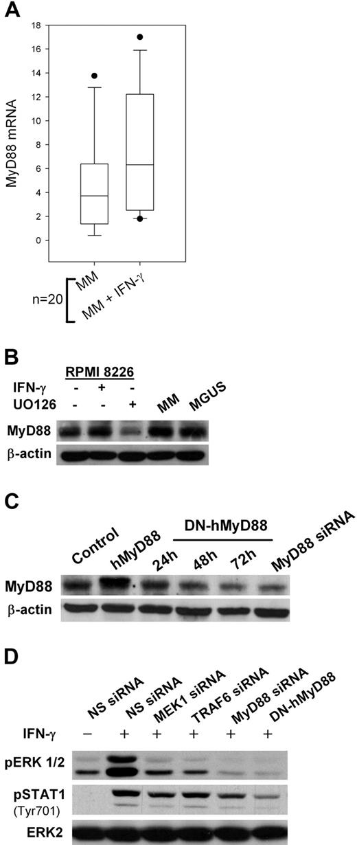 Figure 4. MyD88-dependent pathways in MM plasma cells. (A) Real-time polymerase chain reaction analysis of MyD88 RNA levels in 20 primary MM CD138-selected cell samples incubated for 24 hours with 500 IU/mL IFN-γ. (B) Western Blot analysis of MyD88 expression in RPMI 8226 MM cells exposed for 24 hours to 500 IU/mL IFN-γ with or without 1-hour pretreatment with 20 μM UO126 and in CD138-selected samples from MM and MGUS patients. (C) MyD88 expression in RPMI 8226 cells stably transfected with an expression plasmid carrying a human MyD88 cDNA (hMyD88) or a dominant-negative mutant (DN-hMyD88), or with MyD88 siRNA. (D) ERK1/2 and STAT1 phosphorylation in RPMI 8226 cells transfected with MEK1, MyD88, TRAF6 siRNAs, or DN-hMyD88 cDNA and exposed to 500 IU/mL IFN-γ.