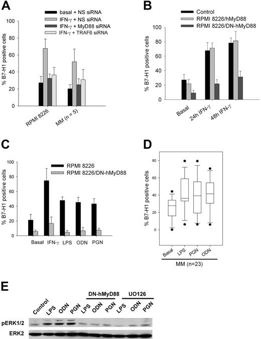 Figure 5. MyD88-dependent B7-H1 expression in MM cells. (A) Flow cytometric analysis of B7-H1 expression in RPMI 8226 cells and in 5 CD138-selected MM samples after incubation for 24 hours with 500 IU/mL IFN-γ and transfection with NS, MyD88, or TRAF6 siRNAs. (B) Time-course analysis of B7-H1 expression after addition of 500 IU/mL IFN-γ by RPMI 8226 cells transfected with MyD88 or DN-hMyD88 cDNA. (C) B7-H1 expression in RPMI 8226 cells transfected with DN-MyD88 or a control plasmid and incubated for 24 hour with TLR ligands (500 ng/mL LPS, 2.5 μg/mL PGN, 5 μM ODN). (D) B7-H1 expression in 23 CD138-selected MM samples incubated with TLR ligands. (E) ERK1/2 phophorylation in RPMI 8226 or RPMI 8226/DN-hMyD88 cells treated for 30 minutes with TLR ligands with or without 20 μM UO126.