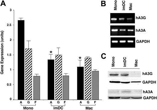 Figure 3. Expression of APOBEC3 family genes during monocyte differentiation to macrophages. (A) Mean (± SEM) gene-expression level in S10 units (similar to log base 10 units) over 3 donors for 3 APOBEC3 family genes (A,G,F) in monocytes (Mono), dendritic cells (imDC), and macrophages (Mac). *P < .001 between monocyte hA3A and DCs or macrophage hA3A. (B) By RT-PCR, monocyte, DC, and macrophage expression of APOBEC3G and 3A in a representative donor. GAPDH was used as a control gene. (C) Protein levels of APOBEC3G and APOBEC3A were monitored in monocytes, DCs, and macrophages by Western blot using specific antibodies with GAPDH as the loading control.