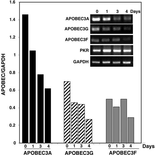 Figure 4. Kinetics of APOBEC3 family gene expression during monocyte differentiation to macrophages. Peripheral-blood monocytes were harvested immediately after isolation or cultured for indicated days as adherent cells and their RNA were analyzed by RT-PCR for the expression of hA3A, hA3F, hA3G, PKR, and GAPDH (inset). Graph represents the APOBEC-to-GAPDH ratio (representative kinetics, n = 2).