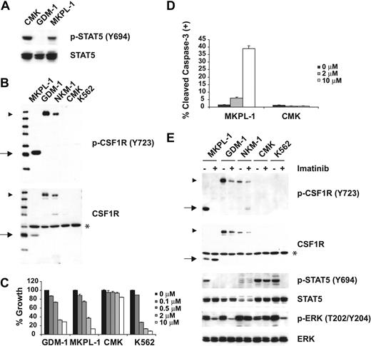 Figure 1. Colony-stimulating factor 1 receptor (CSF1R) is tyrosine phosphorylated in MKPL-1 cells. (A) Immunoblot analysis of whole-cell lysates revealed constitutive tyrosine phosphorylation of STAT5 in the MKPL-1 cell line. Detection of phospho-STAT5 is shown in the upper panel and total STAT5 is shown below. (B) Detection of a truncated form of CSF1R in MKPL-1 cells by Western blot. ▶ indicates full-length CSF1R; *, a nonspecific band; and →, a truncated form of CSF1R. (C) Treatment of MKPL-1 cells with increasing concentrations of imatinib resulted in a decrease in proliferation. (D) Treatment with imatinib increased apoptosis of MKPL-1 cells but not CMK cells as measured by cleaved caspase-3 staining. (E) Incubation with imatinib resulted in decreased phosphorylation of a truncated form of CSF1R in MKPL-1 cells, accompanied by decreased phosphorylation of STAT5 and ERK.