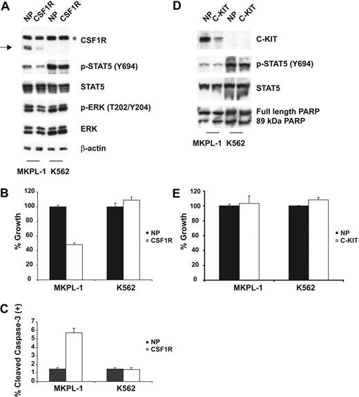 Figure 2. Effects of CSF1R and C-KIT siRNA on MKPL-1 cells. (A) siRNA-induced silencing of CSF1R was assessed by immunoblot of whole-cell lysates 72 hours after siRNA transfection. Down-regulation of CSF1R resulted in decreased phosphorylation of STAT5 and ERK. NP and CSF1R stand for siControl nontargeting siRNA pool and CSF1R SMARTpool siRNA, respectively. * indicates a nonspecific band; →, a truncated form of CSF1R. (B) Electroporation with CSF1R siRNA into MKPL-1 cells resulted in a decrease of proliferation as measured. Mean value plus SD of experiments performed in duplicate is represented. (C) Induction of apoptosis. Percentage of total population is indicated. (D) siRNA-induced silencing of C-KIT was assessed by immunoblot of whole-cell lysates 72 hours after siRNA transfection. Down-regulation of C-KIT did not affect phosphorylation of STAT5. In addition, treatment of MKPL-1 cells with C-KIT siRNA did not affect its apoptosis, as assessed by total and cleaved PARP. NP and C-KIT indicate siControl nontargeting siRNA pool and C-KIT SMARTpool siRNA, respectively. (E) Electroporation with C-KIT siRNA into MKPL-1 cells did not affect proliferation of MKPL-1 cells. Mean value plus SD of experiments performed in duplicate is represented.