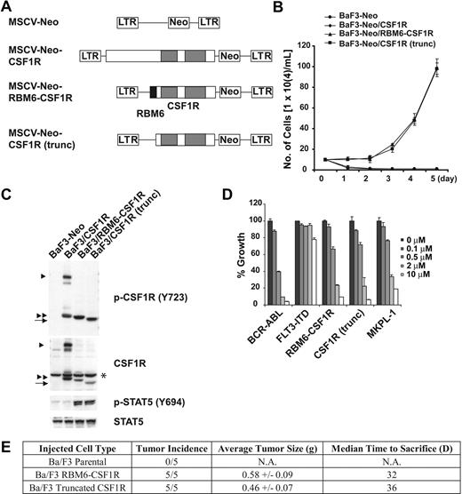 Figure 4. Transformation, inhibition, and signaling properties of the fusion tyrosine kinase formed by RNA binding motif 6 (RBM6) and colony-stimulating factor 1 receptor (CSF1R). (A) The retroviral constructs used in the study. MSCV indicates murine stem cell virus; Neo, Neomycin; and LTR, long terminal repeat. (B) BaF3 cells retrovirally transduced with these constructs were grown in the absence of IL-3 after selecting with 1 mg/mL G418 for 7 days. (C) Detection of RBM6-CSF1R and its truncation in BaF3 cells after 3 hours of IL-3 withdrawal, accompanied by phosphorylation of STAT5. ▶ indicates full-length CSF1R; *, nonspecific band; ▶▶, cytoplasmic domain of CSF1R; and →, RBM6-CSF1R and CSF1R (trunc). (D) Dose-response graph of imatinib for BaF3 cells expressing RBM6-CSF1R and its N-terminal truncation. BaF3/BCR-ABL, FLT3-ITD, as well as MKPL-1 were used as controls. (E) BaF3 cells established as in panel B were injected subcutaneously into Balb/cnu/nu mice. Mice were monitored daily for tumor formation and size and were killed when tumors reached 2 cm × 2 cm.