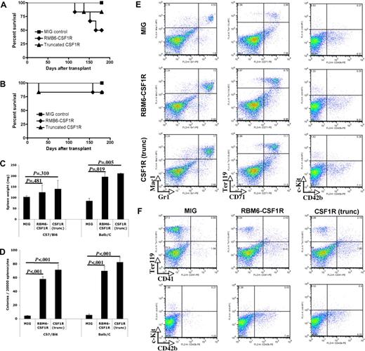 Figure 5. RBM6-CSF1R and truncated CSF1R induce a myeloproliferative disease in a murine bone marrow transplant model. (A) Kaplan-Meyer survival curves of C57/Bl6 transplant recipients. (B) Kaplan-Meyer survival curves of Balb/C transplant recipients. (C) Spleen weight at 150 days after transplantation. Mean ± SD is shown (for each group, n = 3). (D) Splenocytes were plated in methylcellulose cultures containing IL-3, IL-6, SCF, EPO, and myeloid colonies were scored after 7 days. Experiment was performed in triplicate and mean ± SD is shown. (E) Flow cytometric analysis of Balb/C recipients total splenocytes. Experiment was performed in duplicate and a representative experiment is shown. (F) Flow cytometric analysis of C57/Bl6 recipients total splenocytes. Experiment was performed in duplicate and a representative experiment is shown.