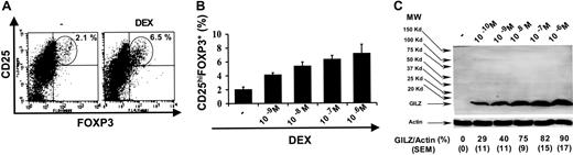 Figure 1. Expression of CD25hi and FOXP3 by CD4+ T lymphocytes stimulated with DEX-treated DCs. (A-B) DCs were treated with DEX, pulsed with PPD, and used to stimulate CD4+ T lymphocytes. The fraction of CD25hiFOXP3+ cells among CD4+ T lymphocytes was then determined. Results representative of 5 experiments with DEX (10−7 M) are shown in panel A, and means ± SEM of 3 experiments with various concentrations of DEX are shown in panel B. (C) DCs were treated with various concentrations of DEX and production of GILZ was analyzed by Western blot. Quantification of actin was used as an internal control. MW indicates molecular weight markers. One representative of 3 experiments is shown on the top of the panel. The ratio between the intensities of GILZ and actin expressions in 3 experiments (mean ± SEM) is shown on the bottom of the panel.