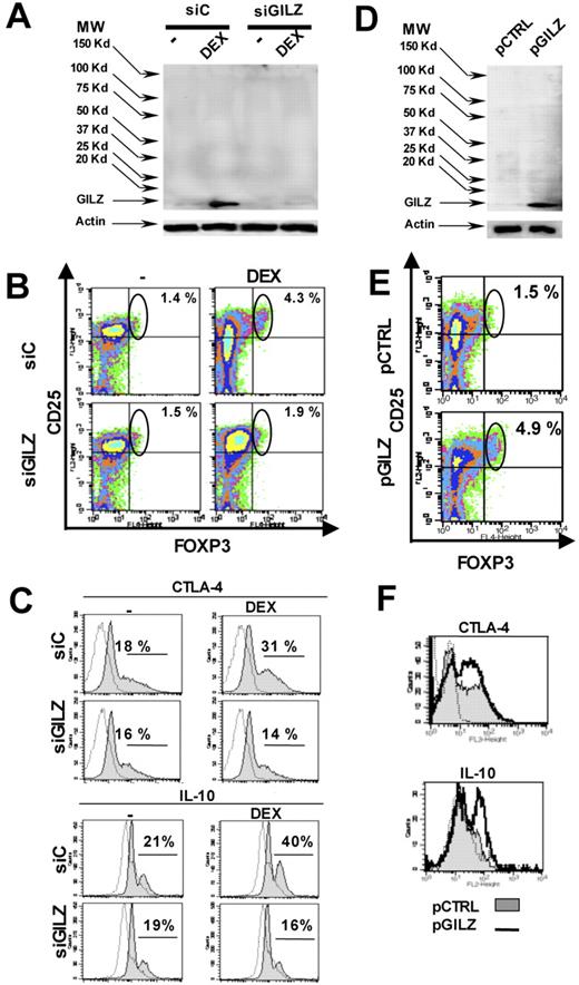 Figure 2. Induction of Tregs by GILZ-expressing DCs. (A-C) DCs were nucleofected with siC or siGILZ and treated or not treated with DEX (10−7 M). (D-F) DCs were nucleofected with the control vector (pCTRL, ▩) or the GILZ-encoding vector (pGILZ, −). (A,D) Production of GILZ was analyzed by immunoprecipitation. Quantification of actin was used as an internal control. (B-C,E-F) DCs were pulsed with PPD and used to stimulate autologous CD4+ T lymphocytes. Expression of Treg markers was determined by flow cytometry. Staining with a control mAb is shown as a dotted line in panels C and F. All results are representative of 3 to 5 experiments. MW indicates molecular weight markers.