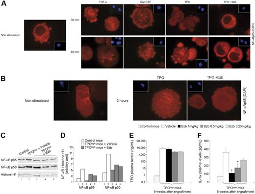 Figure 1. Bortezomib inhibits TPO-induced NF-κB activation both in vitro and in vivo. (A-B) Bortezomib inhibits TPO-induced NF-κB activation in vitro in (A) UT7/c-mpl cells and in (B) murine megakaryocytes. Cells were cytokine deprived for 16 hours prior to a 30 minute and 60 minute stimulation by either TNF-α (5 ng/mL) or GM-CSF (20 ng/mL), as positive controls, and by TPO (100 ng/mL) with or without bortezomib (2.5 ng/mL) pretreatment. Cells were stained with an Ab specific for the NF-κB subunit p65 (red) and with the chromatin dye DAPI (blue) in insets as described in Immunofluorescence and Western blot analysis, “Materials and methods.” Representative immunofluorescence pictures are shown. Original magnification, × 63. (C-D) Bortezomib inhibits TPO-induced NF-κB activation in vivo in TPOhigh mice. (C) Nuclear levels of NF-κB subunits p65 and p50 in spleen cells from control mice, untreated TPOhigh mice (vehicle), and treated TPOhigh mice (bortezomib 0.5 mg/kg) were analyzed by Western blotting. The presence of Histone H1 was detected using an appropriate antibody and served as a loading control. (D) The amounts of the p65 and p50 NF-κB subunits were quantified using Pcbas Software and normalized with the level of Histone H1 per lane. (E-F) Plasma IL-1α and TPO levels were quantified using ELISA assays. (E) TPOhigh mice overexpress similar plasma levels of TPO, and (F) bortezomib is able to decrease plasma concentration of IL-1α in a dose-dependent manner (P(DE) ≤ .001). Results are presented as the mean plus or minus the SEM of 12 animals per experimental group (except for the “1 mg/kg” group that included only 6 surviving mice at week 8). Results of statistical analysis with the Wilcoxon test are as follows: treated (bortezomib 0.25 mg/kg, 0.5 mg/kg, and 1 mg/kg) versus untreated (Vehicle) mice; *P < .05. Bzb indicates bortezomib.