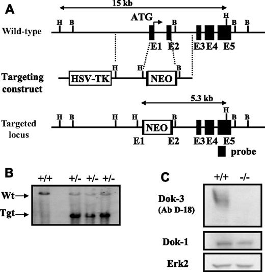 Figure 1. Inactivation of dok-3 gene locus. (A) Partial restriction maps of wild-type dok-3 locus, targeting construct, and inactivated locus after homologous recombination. Restriction enzymes used to define the loci are: B, BamHI and H, HindIII. The external probe used to screen HindIII-digested ES cells, which distinguishes the 15-kb wild-type and 5.3-kb targeted loci, is indicated. (B) Southern blot analysis of HindIII-digested wild-type and G418-resistant ES cell clones depicting the wild-type and inactivated dok-3 loci. (C) Western blot analysis of whole cell lysates obtained from wild-type and Dok-3−/− mouse spleens. The blots were first probed with anti-Dok-3 antibodies and reprobed with anti-Dok-1 and anti-ERK2 antibodies to control for equal loading of whole cell lysates.