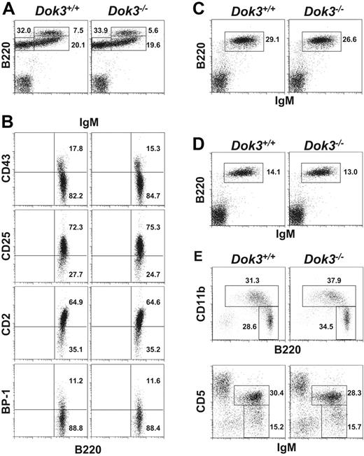 Figure 2. Normal B cell development in Dok-3−/− mice. Flow cytometry analyses of B cell populations in the bone marrow (A and B), spleen (C), lymph nodes (D) and peritoneal cavity (E) of wild-type and Dok-3−/− mice. Bone marrow B220 +IgM− cells were further analyzed for their expression of CD43, CD2, CD25 and BP-1 (B). Numbers indicate percent of cells in the lymphocyte gate for (A, C, D and E) and percent of B220 +IgM− cells for (B). Data shown are representative of 3 independent experiments.