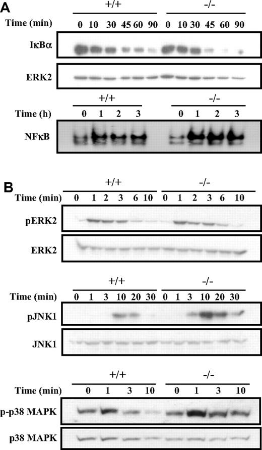 Figure 5. Enhanced NFκB, JNK and p38 MAPK activation in BCR-activated Dok-3−/− B cells. (A) Enhanced NFκB activation in BCR-stimulated Dok-3−/− B cells. Purified splenic B cells were stimulated via their BCR and the activation of NFκB was assessed via degradation of IκBα in Western blot analysis (upper panel) and induction of DNA-binding activity in gel-shift assay (lower panel). The anti-ERK2 blot was included as control for equal loading of whole cell lysates in the Western blot analysis. Equal amount of nuclear extracts as determined by BCA assay was used in the EMSA (electrophoretic mobility shift assay). Data shown is representative of 3 experiments. (B) Enhanced activation of JNK and p38 MAPK signaling in BCR-stimulated Dok-3−/− B cells. Purified splenic B cells were stimulated via their BCR and examined for various MAPK activation using specific antibodies that recognized the phosphorylated forms of the various MAPKs. Anti-ERK2, anti-JNK1, and anti-p38 blots were included as controls for equal loading of cell lysates. Figure shown is representative of at least 3 independent experiments.