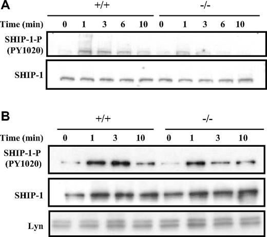 Figure 6. Dok-3 deficiency leads to less sustained SHIP-1 activation after BCR stimulation. (A) Western blot analysis of whole-cell lysates obtained from purified BCR-stimulated wild-type and Dok-3−/− B cells using anti-SHIP-1 and antiphospho-SHIP-1 antibodies. Data shown are representative of 5 independent experiments. (B) Analyses of SHIP-1 recruitment to plasma membrane after BCR stimulation in Dok-3−/− B cells. Plasma membrane fractions were obtained from wild-type and mutant B cells at various time points after BCR engagement and probed for the presence of phospho-SHIP-1 and SHIP-1 proteins. The anti-Lyn blot was included as control for equal loading of plasma membrane fractions. Data shown are representative of 3 independent experiments.