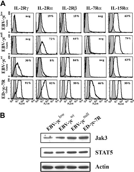 Figure 2. Expression of cell surface IL-2R, IL-7R, and IL-15R subunits and downstream signaling molecules in EBV-transformed B and ED-γc-7R cell lines. (A) EBV-γclow, EBV-γcnull, EBV-γcwt, and ED-γc-7R cells were labeled with either antibodies to IL-2Rγ, IL-2Rα, IL-2Rβ, IL-7Rα, or IL-15Rα (solid lines) or to the isotype control (gray filled) and subjected to FACS analysis. Percentages shown in each panel represent the proportion of cells expressing detectable levels of the indicated cell surface receptor subunit. (B) Lysates of the above cell lines were analyzed for Jak3, STAT5 or actin using SDS-PAGE and Western blotting. Immobilized proteins were detected using HRP-conjugated secondary reagents and enhanced chemilumiscence.