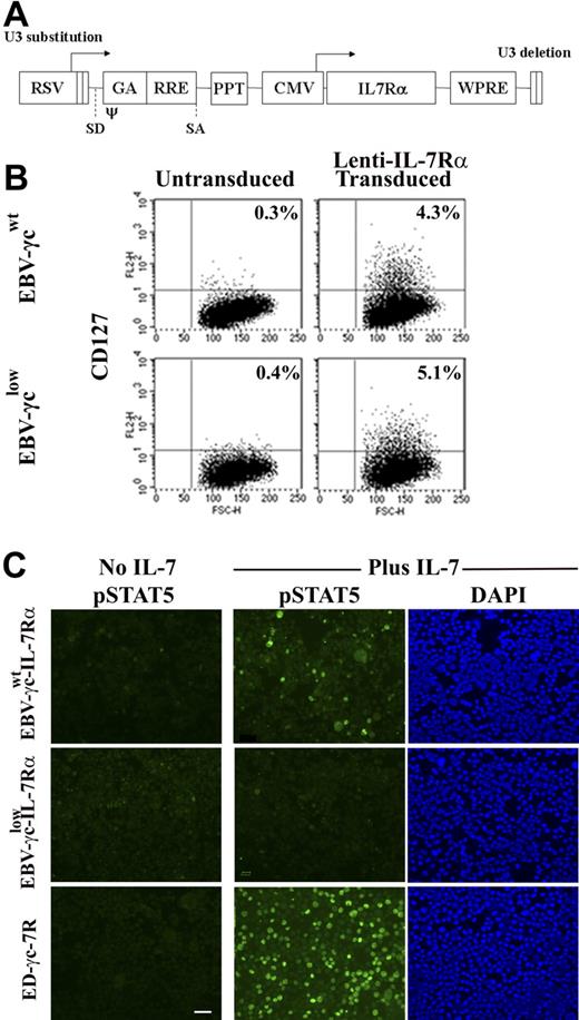 Figure 4. EBV-cell lines genetically modified to express IL-7Rα do not respond to IL-7 signaling when γc is limiting. (A) Lentiviral vector construct encoding the IL-7Rα cDNA used to transduce EBV cell lines. RSV, Rous sarcoma virus hybrid promoter; SD/SA, splice-donor and spice-acceptor sites; ψ, packaging and dimerization signal; GA, fragment of the HIV-1 gag gene; RRE, Rev responsive element; PPT, central polypurine tract; CMV, human cytomegalovirus immediate-early promoter; WPRE, woodchuck hepatitis virus posttranscriptional regulatory element. (B) Unmodified (left) and IL-7Rα–modified (right) EBV-transformed B-cell lines were immunolabeled with antibody to IL-7Rα and analyzed by FACS. Percentages shown represent the proportion of cells expressing detectable levels of CD127. (C) EBV-γcwt-IL-7Rα, EBV-γclow-IL-7Rα and ED-γc-7R cells were labeled with antibody to pSTAT5 before and after IL-7 (1 nM) stimulation (columns 1 and 2, respectively). Counterstaining of IL-7–treated cells with DAPI (column 3). Scale bar represents 50 μm.