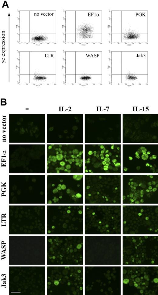 Figure 6. γc expression and γc-dependent cytokine signaling in ED-7R cells following lentiviral vector transduction. (A) ED-7R cells were transduced at an MOI of 25 by vectors encoding γc under the transcriptional control of the indicated promoters. After 10 days cells were labeled with anti-γc antibody and analyzed by FACS. (B) Immunofluorescence images of the above transduced cell populations labeled with anti-pSTAT5 antibody in the absence (column 1) or presence of IL-2, IL-7, or IL-15 (columns 2, 3 and 4, respectively). Scale bar represents 50 μm.