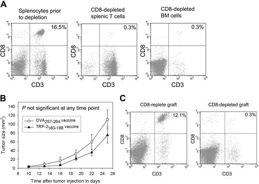 Figure 5. Epitope-specific inhibition of B16F1 tumor growth depends on CD8+ T cells contained in the transplant graft. (A) CD8+ cells were depleted from the grafts used to reconstitute mice that underwent BMT. A representative example of splenic T cells and BM cells after CD8 depletion compared with splenocytes from the same mice before depletion is shown. (B) Mice underwent BMT on day 0. Transplantations were conducted identically to the experiments described in Figure 4A except that CD8+ cells were depleted from the spleen and BM cells as shown in 5A. On day 14, 100 000 B16F1 cells were injected subcutaneously. As described in Figure 4, one group received regimens consisting of TRP-2180-188 + CpG–containing vaccines plus systemic IL-2, and a second group received identical regimens except that the negative control peptide OVA257-264 replaced TRP-2180-188. In contrast to the experiments described in Figure 4, no difference in tumor size was observed in the mice that received vaccines containing TRP-2180-188 compared with the mice that received vaccines containing the negative control peptide OVA257-264 (TRP-2180-188 vaccinated, n = 11; OVA257-264 vaccinated, n = 10). (C) CD8+ T-cell depletion persisted 42 days after BMT (28 days after tumor injection) in the mice described in panel B. The plots show splenocytes from a mouse that was reconstituted with a CD8+ cell–replete graft and a representative example of splenocytes from a mouse that received a graft that was depleted of CD8+ cells.