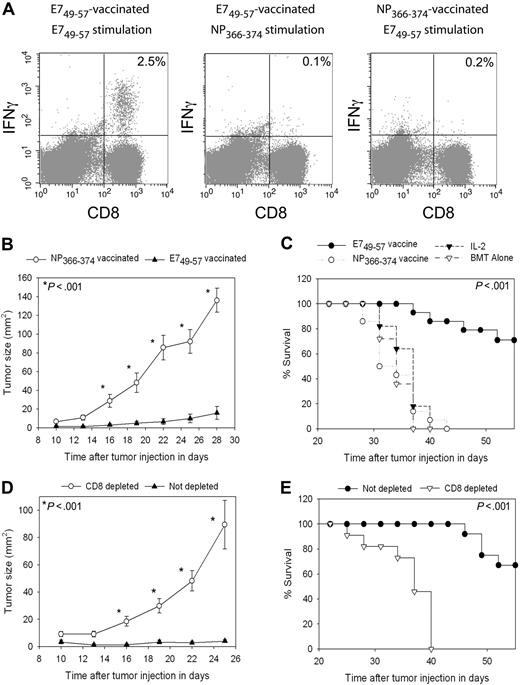 Figure 7. TC-1 tumors were effectively treated by peptide + CpG–containing vaccines combined with IL-2 during T-cell reconstitution by HPE after BMT. (A) Mice underwent BMT as described in Figure 1. On day 14 after BMT, mice were injected with TC-1 tumor cells, which express the E7 protein. On days 17, 20, 23, and 31 after BMT, the mice were vaccinated with E749-57 + CpG + IFA vaccines or the negative control peptide NP366-374 plus CpG in IFA. IL-2 was administered to both groups on days 24 to 26 and days 32 to 35 after BMT. When CD8+ T-cell responses were measured by ICCS assay on day 36 after BMT in E749-57–vaccinated mice, E749-57–specific CD8+ T-cell responses were detected. Minimal responses against the negative control peptide NP366-374 were detected in E749-57–vaccinated mice. Tumor-bearing mice vaccinated with NP366-374 did not generate E749-57–specific CD8+ T-cell responses. The numbers on the plots are the percentages of CD8+ T cells from mice receiving the indicated vaccines that produced IFNγ in response to ex vivo stimulation with the indicated peptides. (B) Mice underwent BMT and 14 days after BMT the mice were injected with 50 000 TC-1 tumor cells. On days 17, 20, 23, and 31 after BMT, the mice were vaccinated with either E749-57 + CpG in IFA or the negative control peptide NP366-374 plus CpG in IFA. Both groups received IL-2 as described in (A). Aside from the different peptides, both groups were treated identically. A statistically significant difference in tumor size between the 2 groups occurred at the indicated (*) time points (P < .001, n = 14 mice per group). (C) In the same mice described in (B), survival was increased in mice that received vaccines containing E749-57 compared with mice that were treated identically except that their vaccines contained the negative control peptide NP366-374 (P < .001, n = 14 mice per group). (C) also shows the survival of post-BMT mice that were injected with TC-1 cells and then either treated with IL-2 alone on days 24 to 26 and days 32 to 35 after BMT or left untreated (IL-2, n = 11; BMT alone, n = 11). (D) Mice underwent BMT and then received either a CD8-depleting antibody or an isotype-matched control antibody. Mice were injected with 50 000 TC-1 tumor cells 14 days after BMT. Both CD8-depleted mice and mice that were not depleted were vaccinated with E749-57 + CpG in IFA and treated with IL-2 as in (A). Depletion of CD8+ cells led to increased tumor growth (D) and decreased survival (E) (CD8 depleted, n = 11; not depleted, n = 12). In (D), a statistically significant difference in tumor size (P < .001) between the 2 groups occurred at the indicated (*) time points.